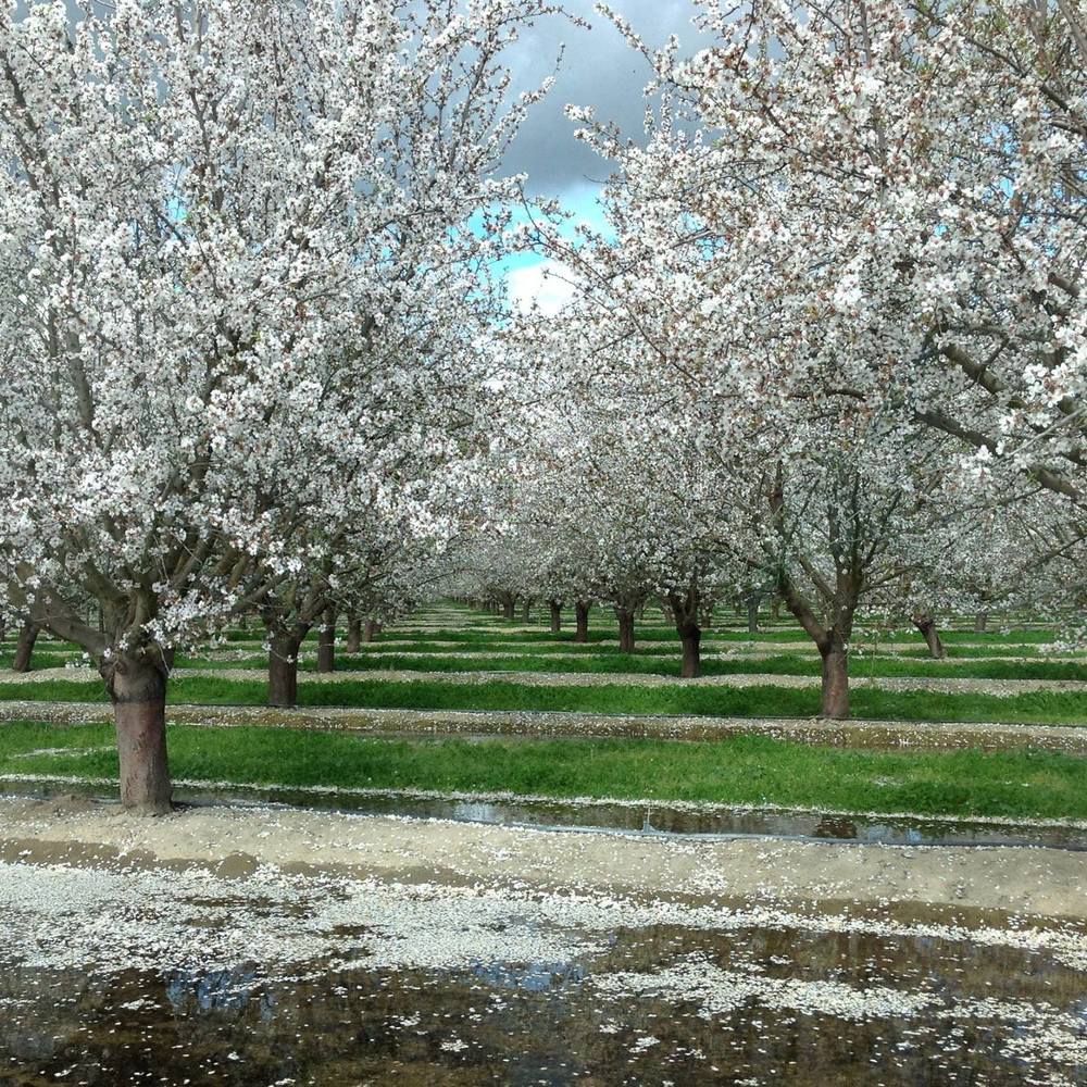 Meet your Posher, Camelia